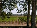 Viniculture